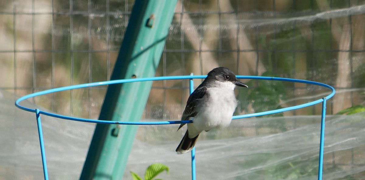 Eastern Kingbird - ML636013316