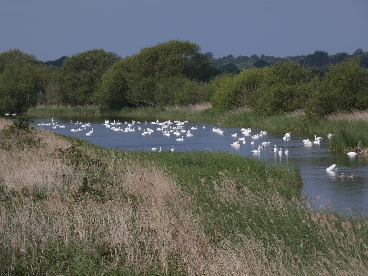 Mute Swan - ML636013359