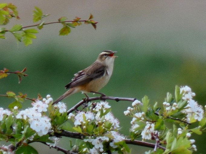 Sedge Warbler - ML636013378
