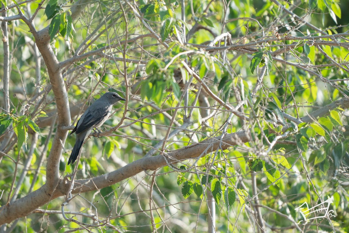 Black-winged Cuckooshrike - ML636013404