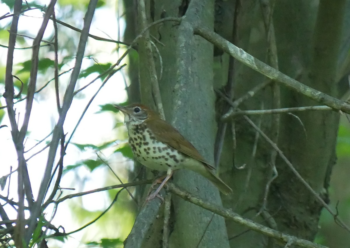 Wood Thrush - ML636013433
