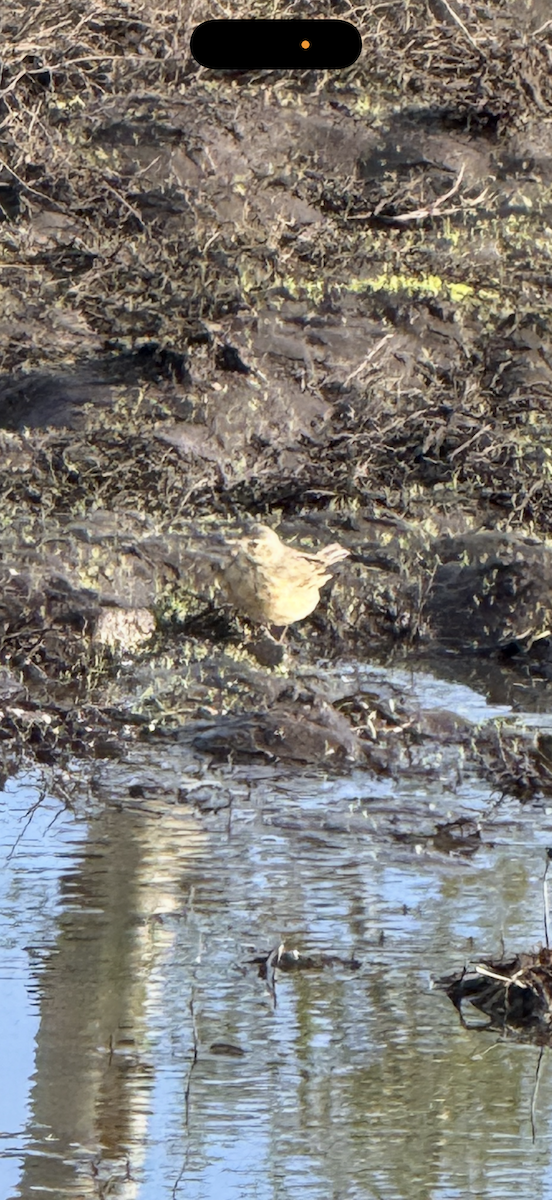 American Pipit - ML636013484