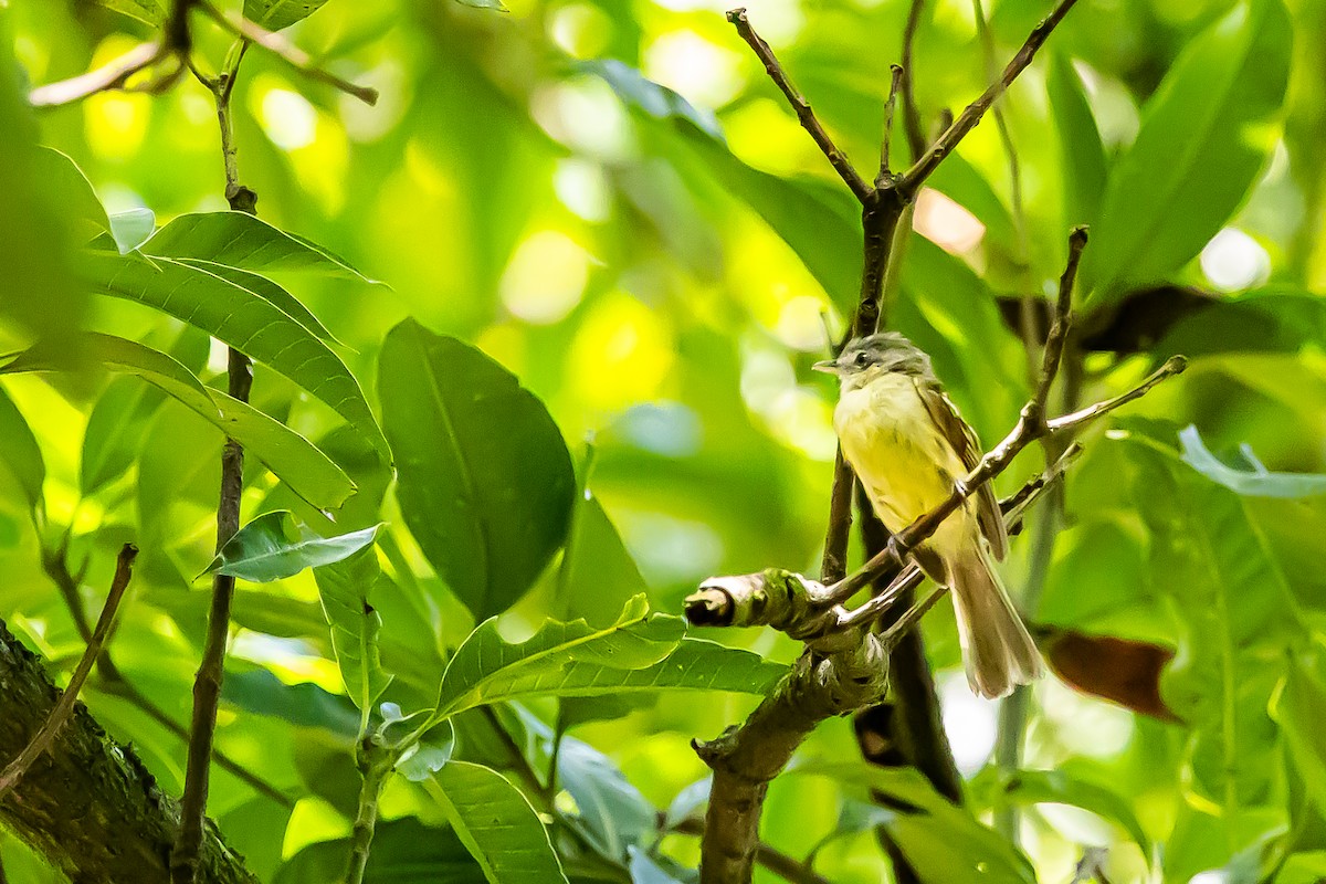 Yellow-winged Flatbill - ML636013508
