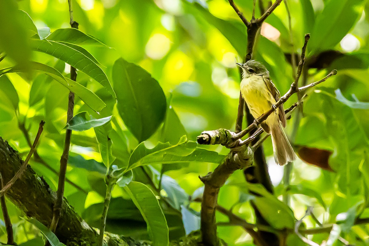 Yellow-winged Flatbill - ML636013509