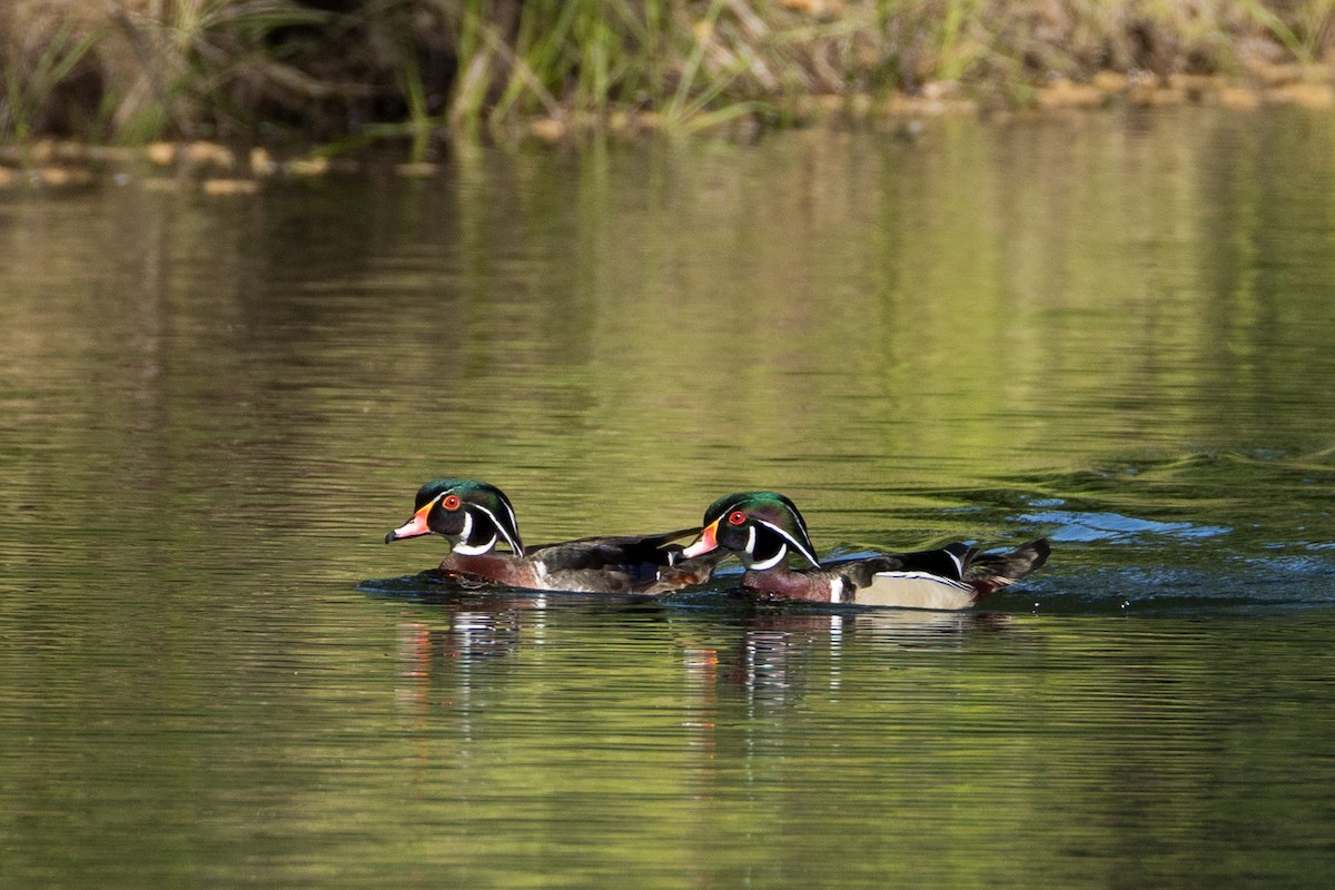 Wood Duck - ML636013543