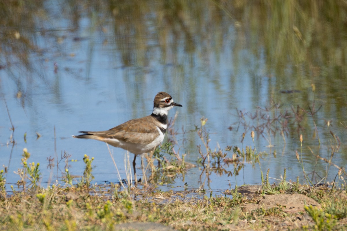 Killdeer - ML636013571
