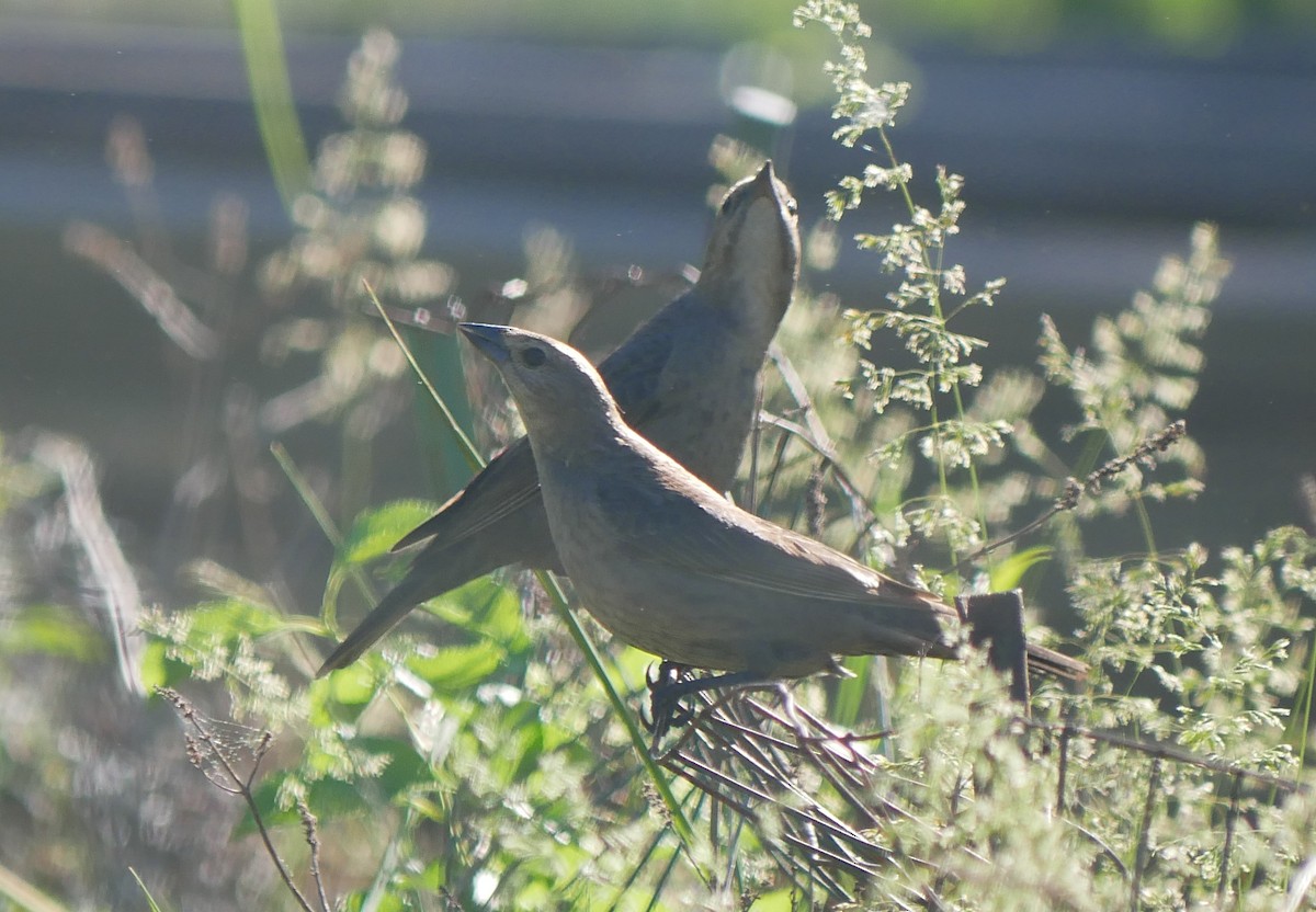 Brown-headed Cowbird - ML636013572