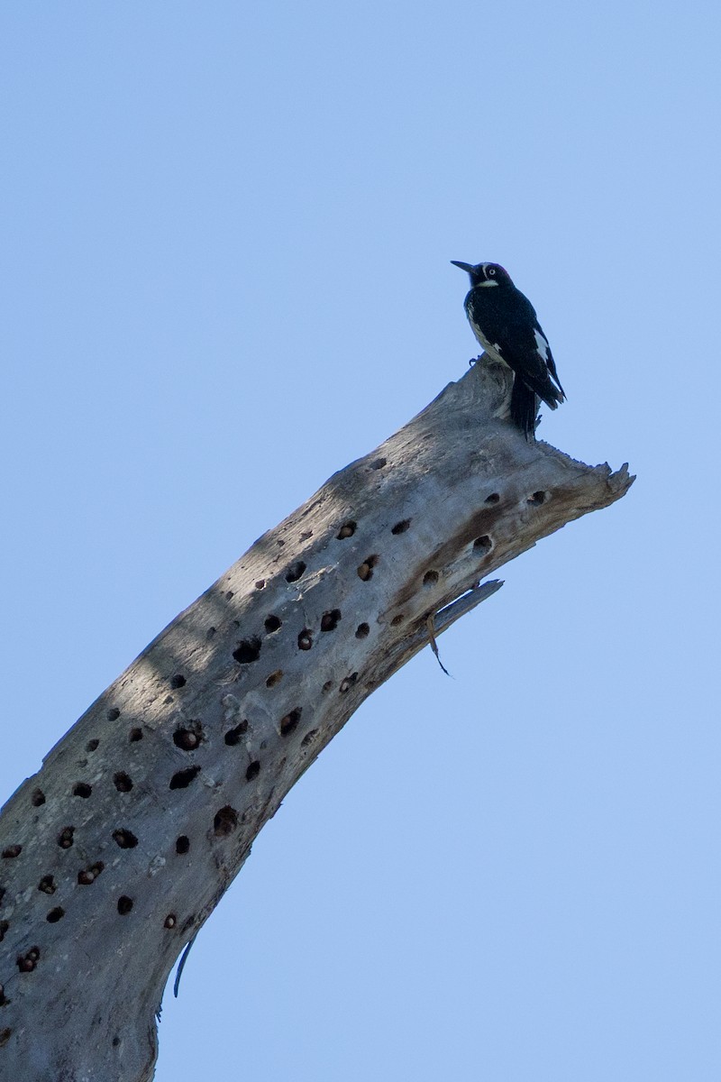 Acorn Woodpecker - ML636013603