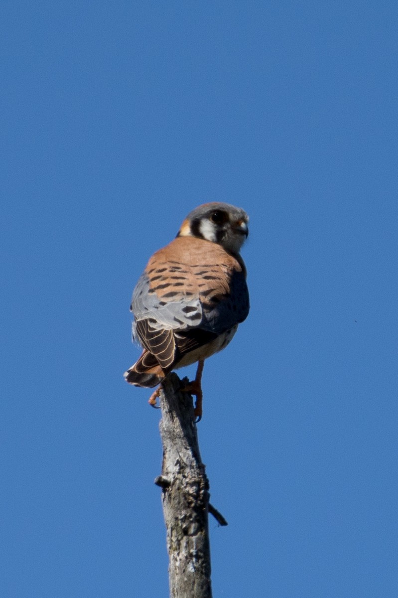 American Kestrel - ML636013604