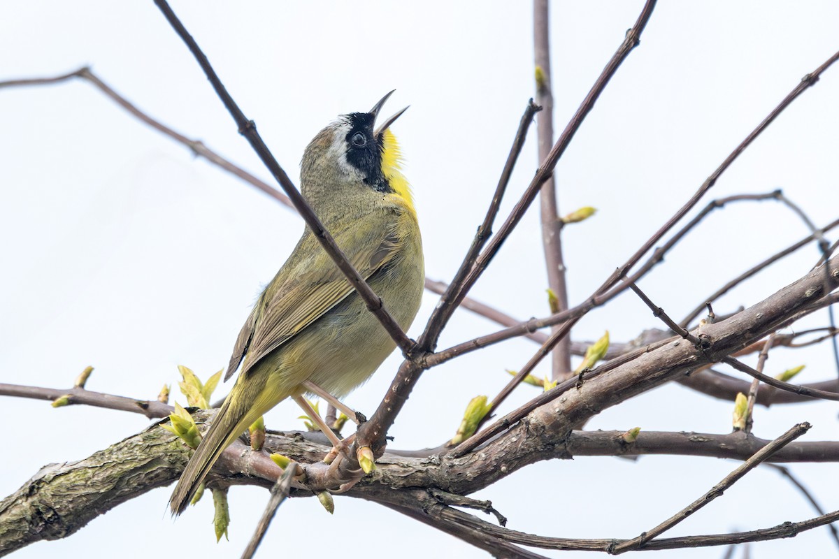 Common Yellowthroat - ML636013626
