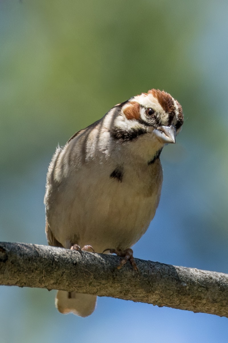 Lark Sparrow - ML636013627