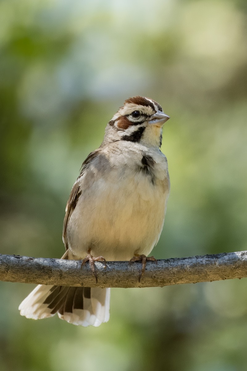 Lark Sparrow - ML636013628