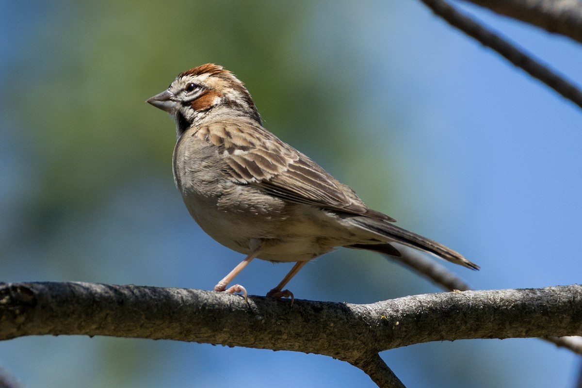 Lark Sparrow - ML636013629