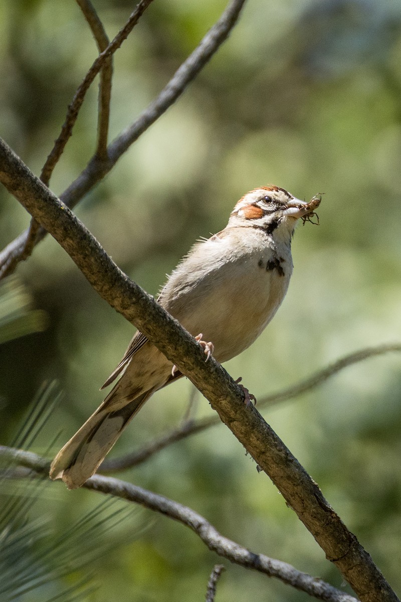 Lark Sparrow - ML636013630
