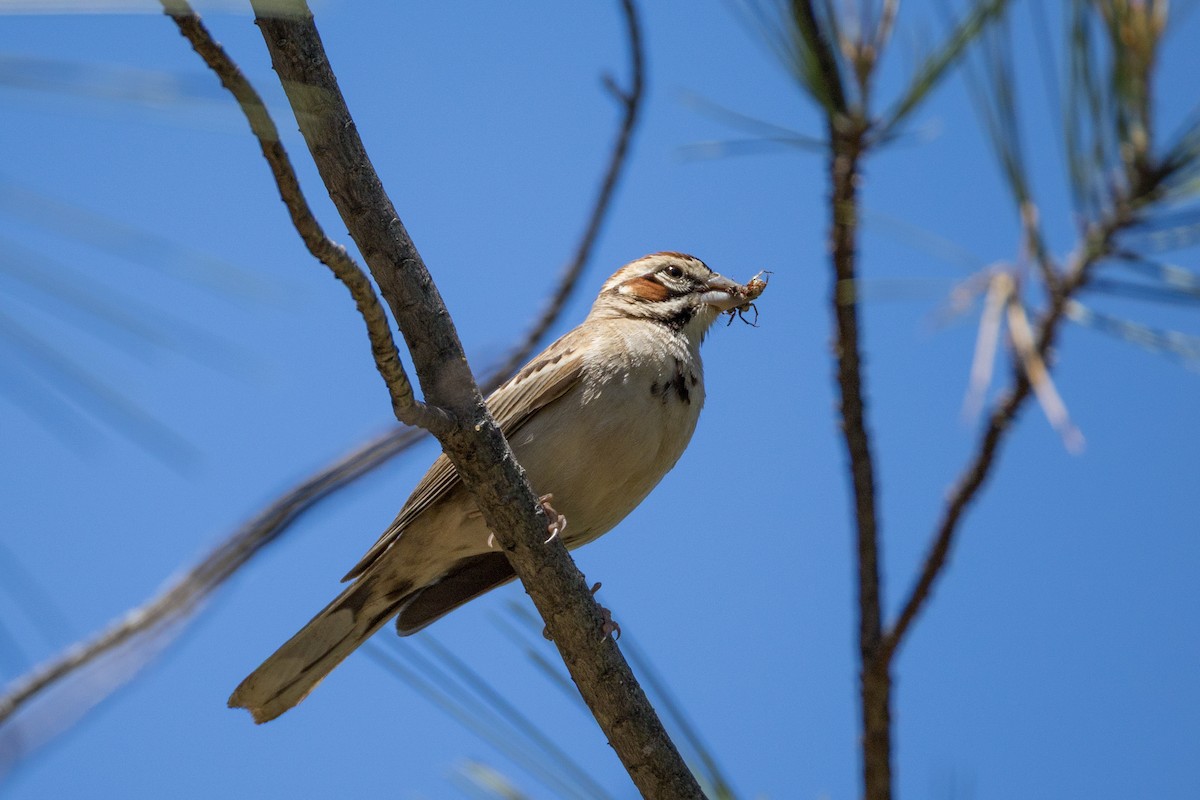 Lark Sparrow - ML636013631
