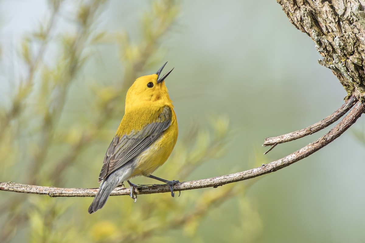 Prothonotary Warbler - ML636013650