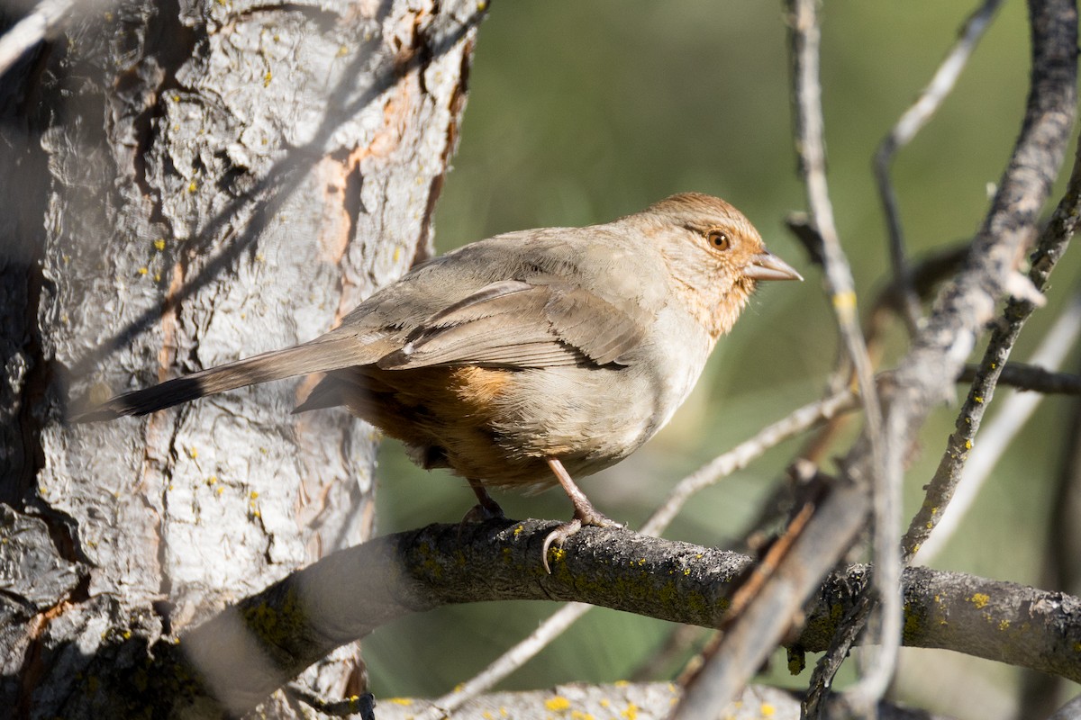 California Towhee - ML636013670
