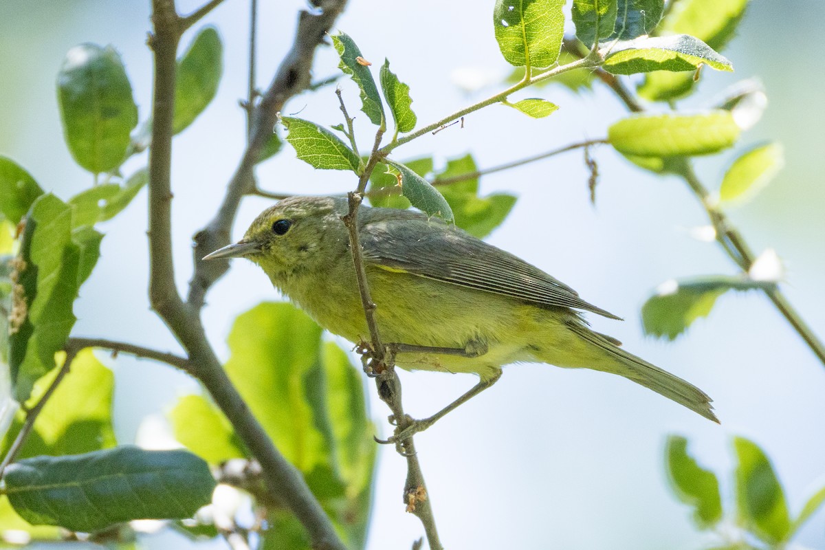 Orange-crowned Warbler - ML636013736