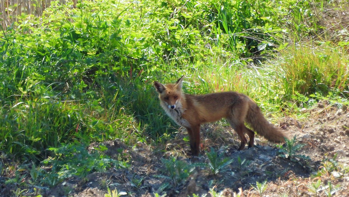 Iberian Red Fox - ML636013781