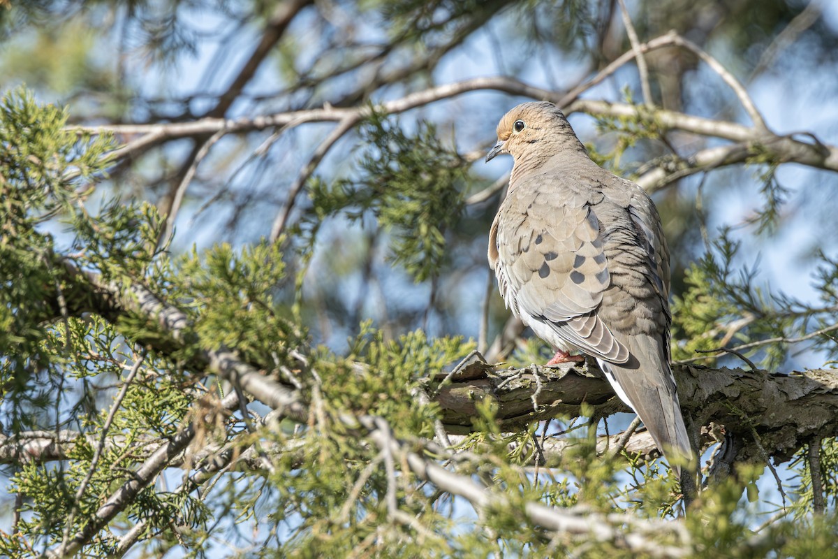Mourning Dove - ML636013812