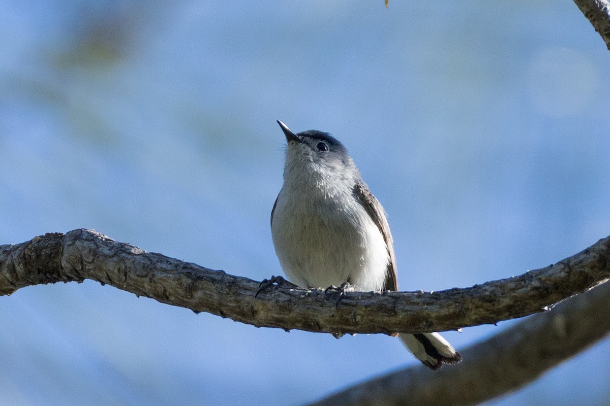 Blue-gray Gnatcatcher - ML636013822