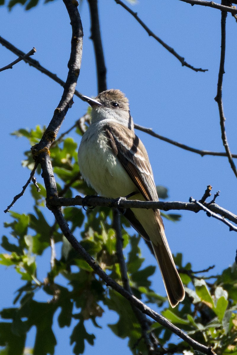 Ash-throated Flycatcher - ML636013834