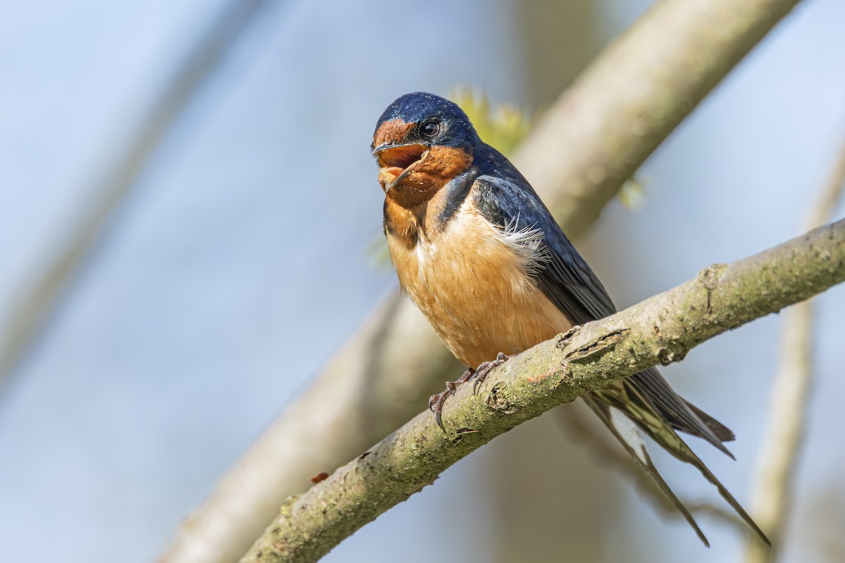 Barn Swallow - ML636013842