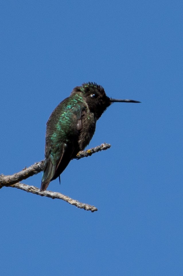 Anna's Hummingbird - ML636013860