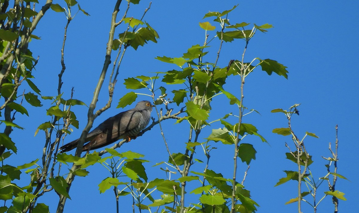 Common Cuckoo - ML636013934