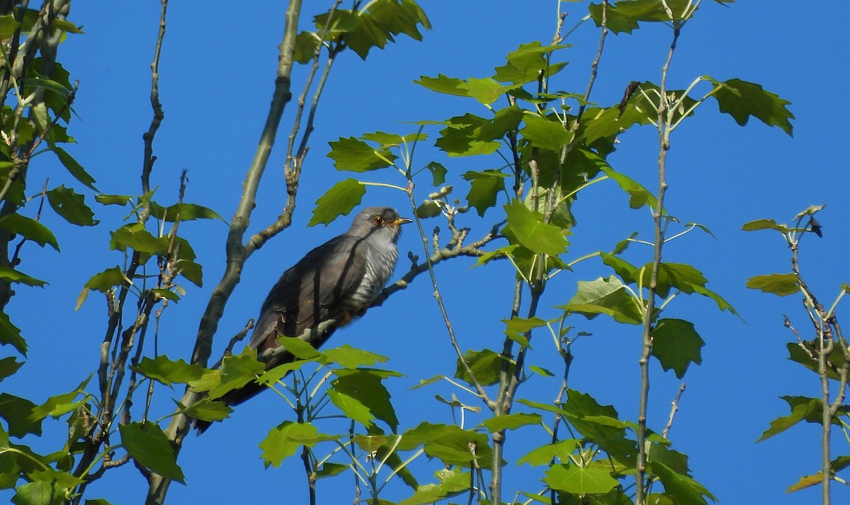 Common Cuckoo - ML636013935