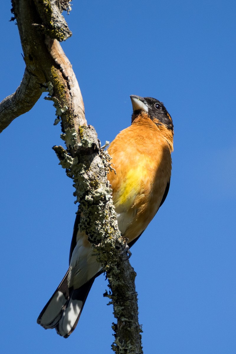 Black-headed Grosbeak - ML636013942