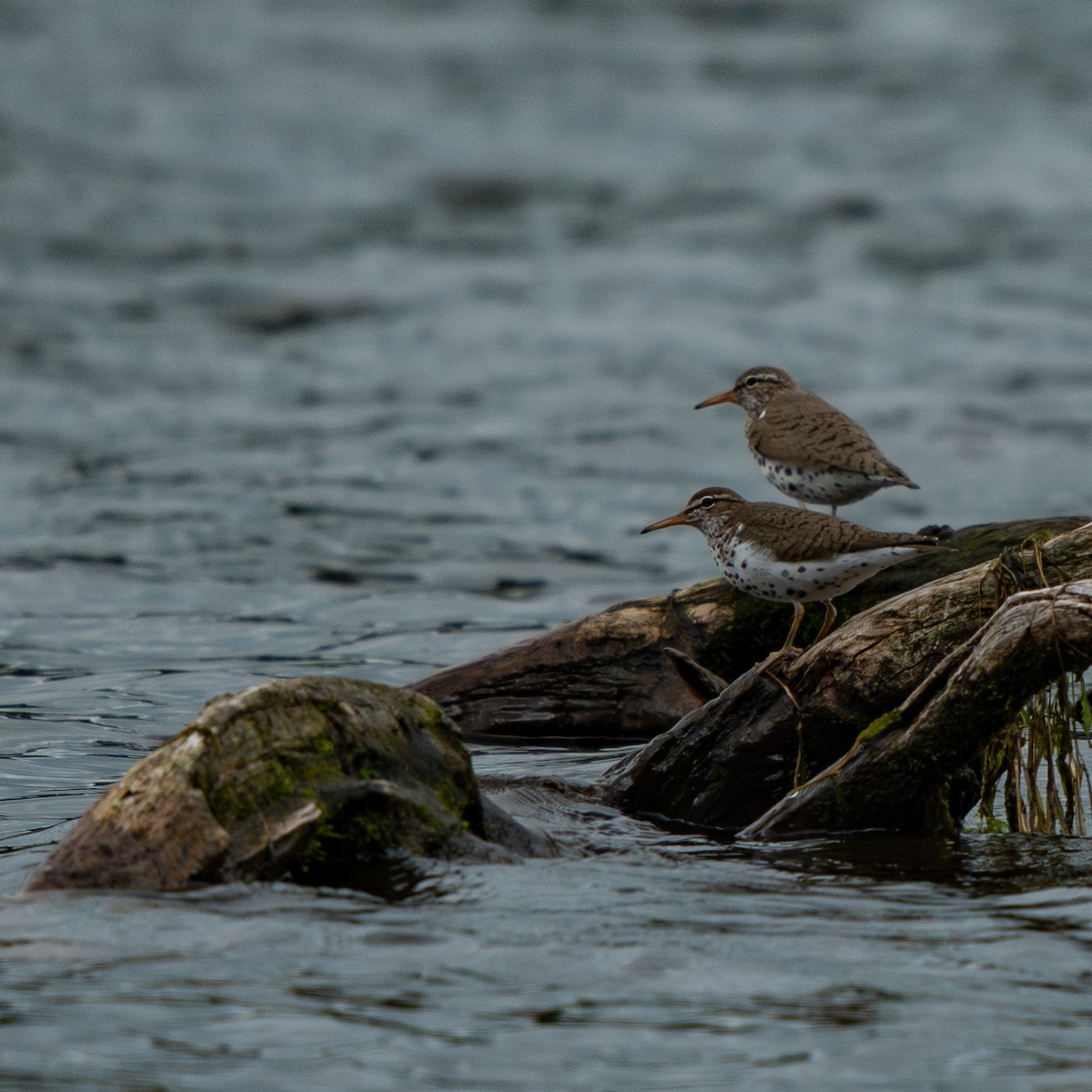 Пятнистый перевозчик - ML636013977