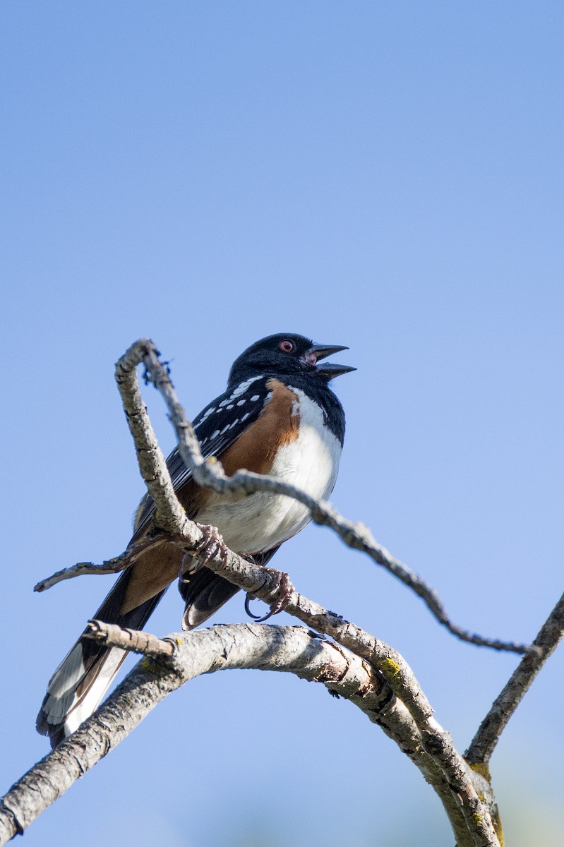 Spotted Towhee - ML636013982