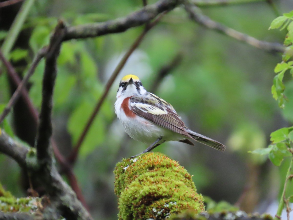 Chestnut-sided Warbler - ML636013988