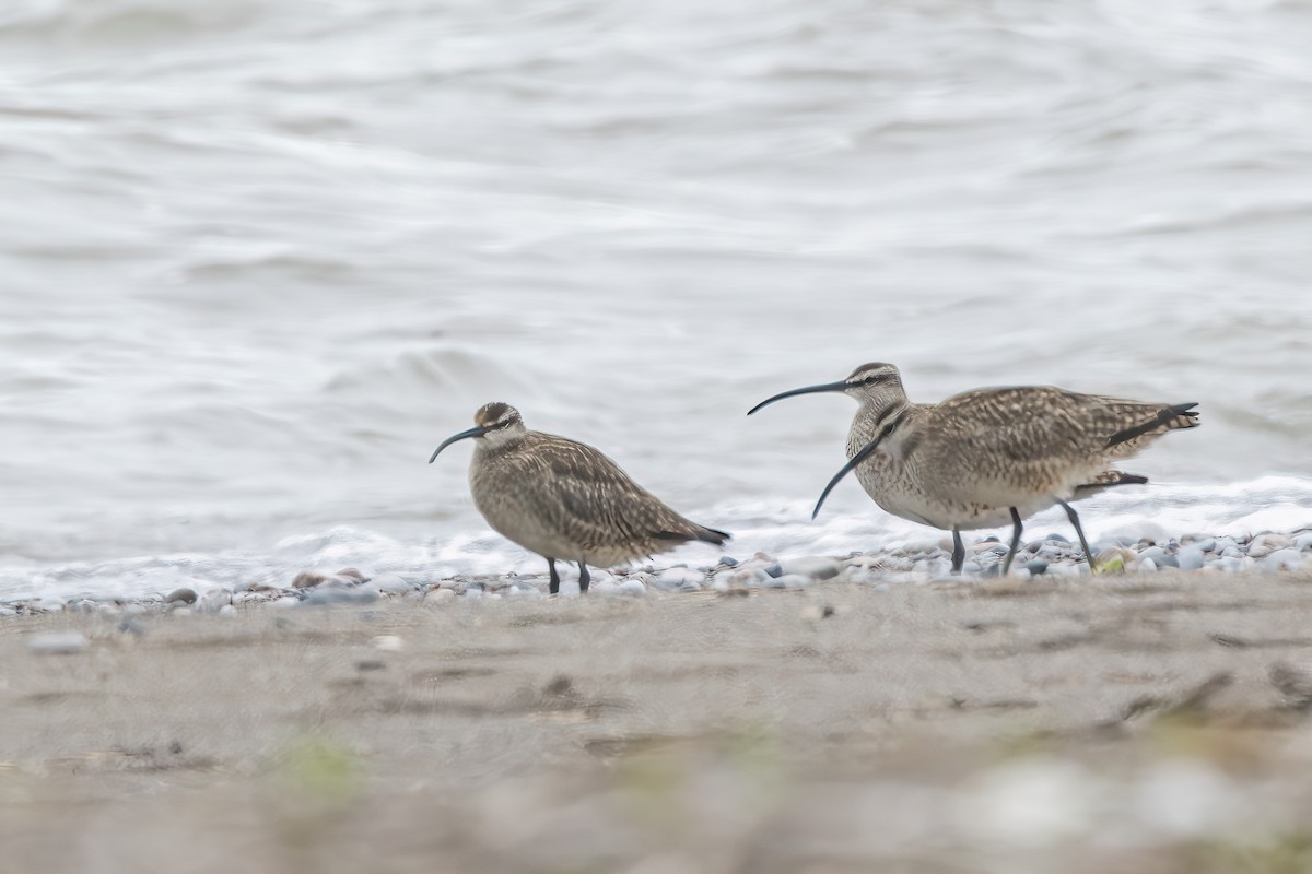 Hudsonian Whimbrel - ML636014011
