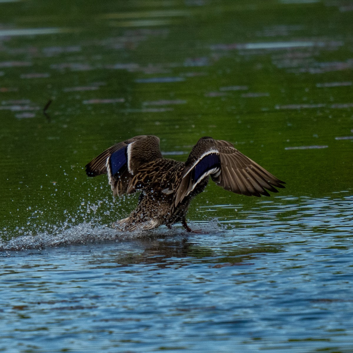 Кряква - ML636014014