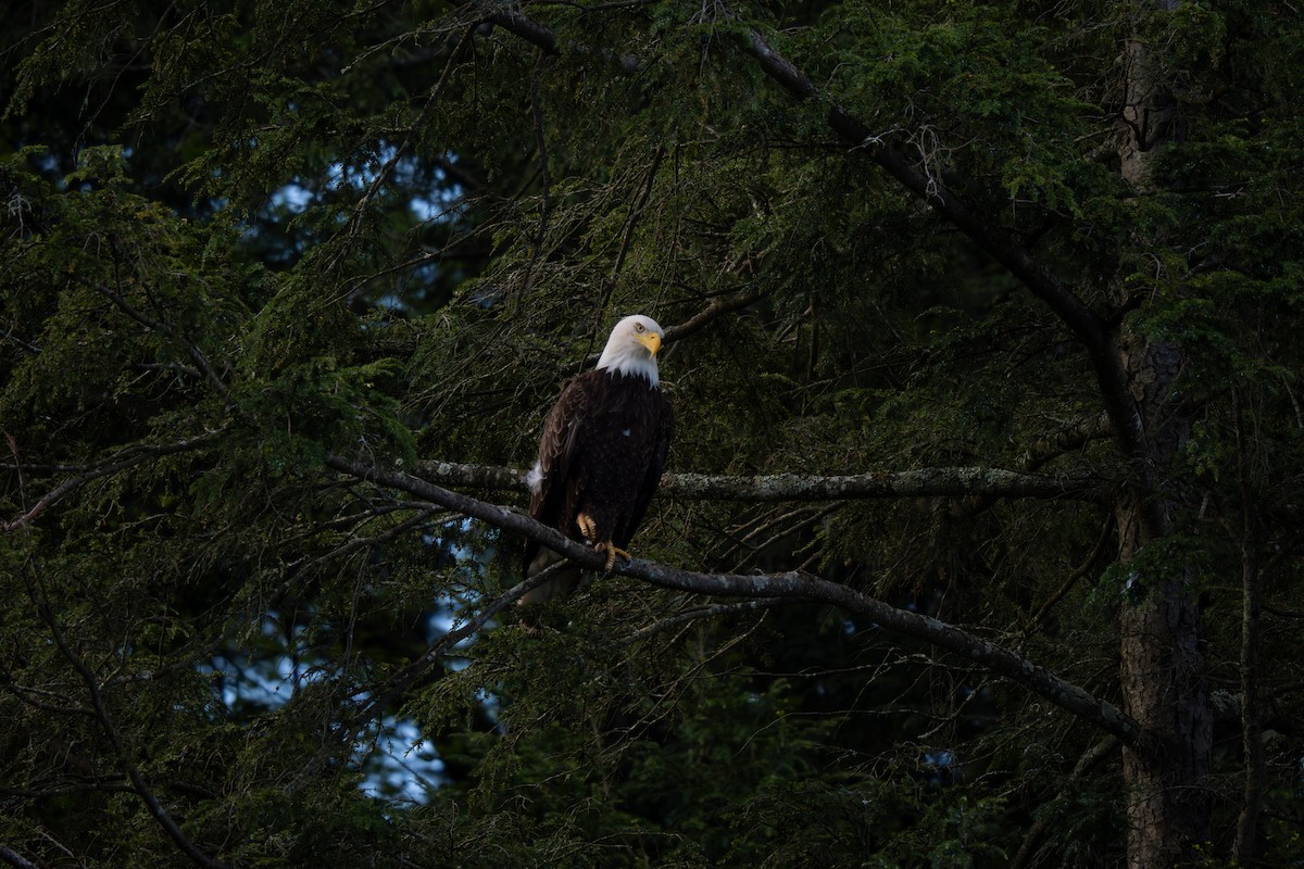 Белоголовый орлан - ML636014067