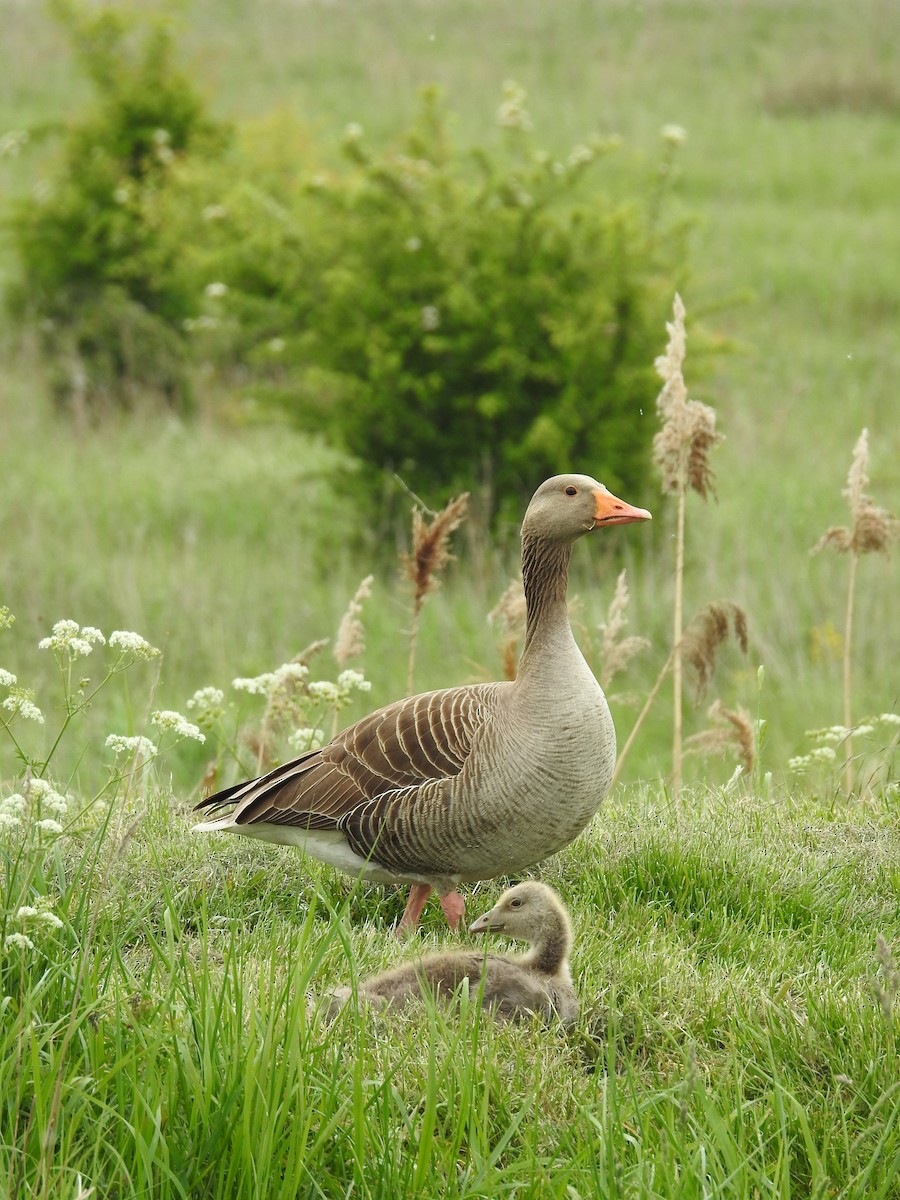 Graylag Goose - ML636014083