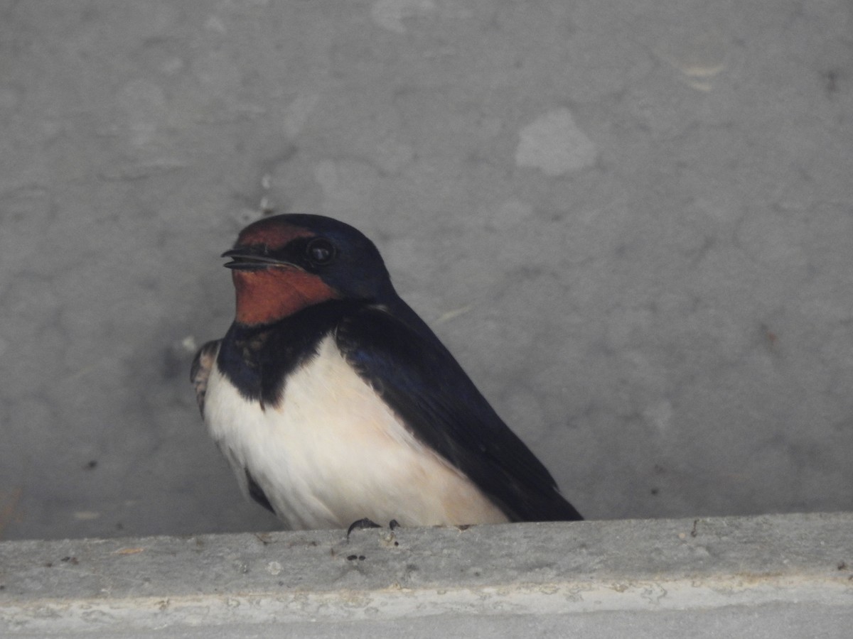 Barn Swallow - ML636014091