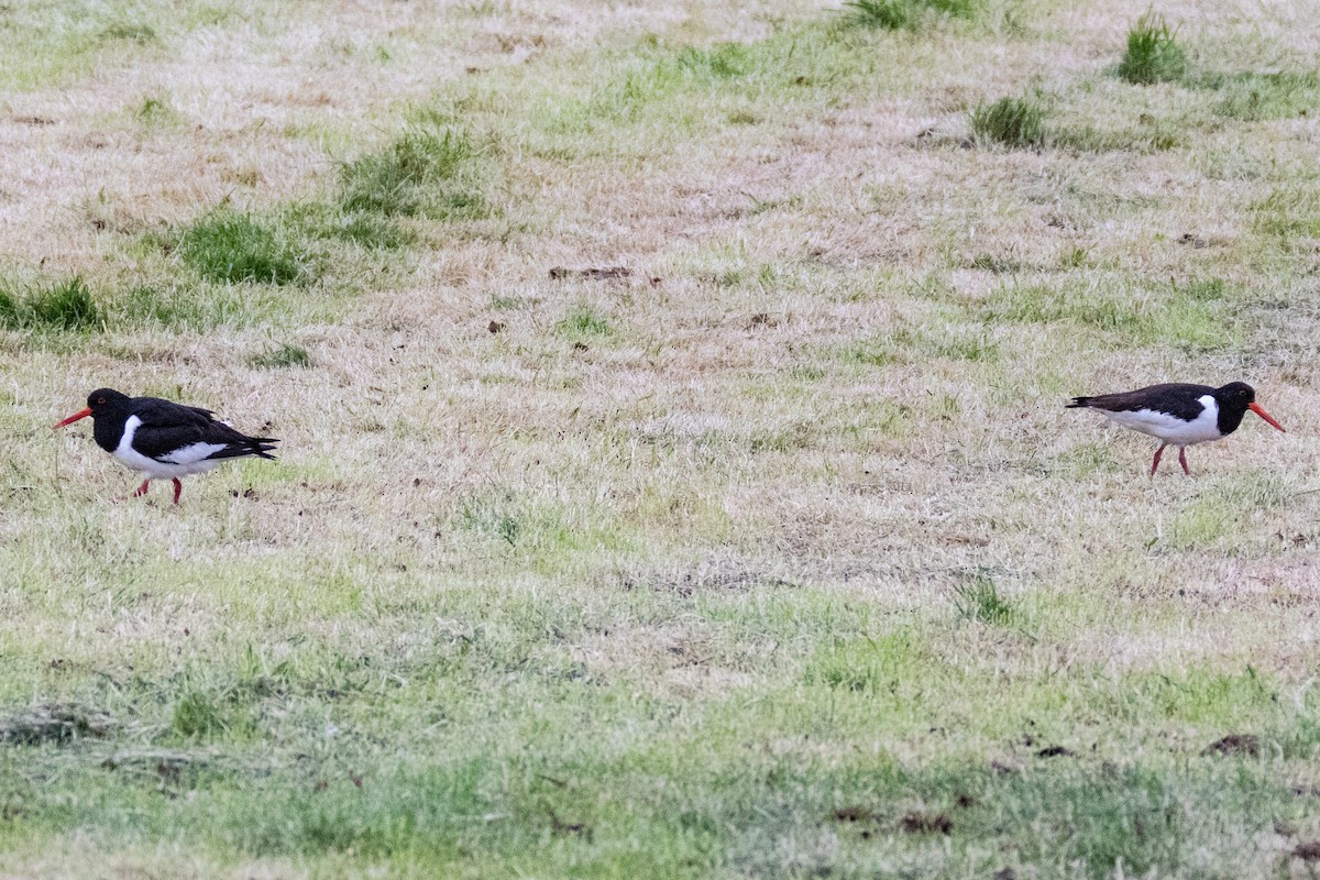 Eurasian Oystercatcher - ML636014116
