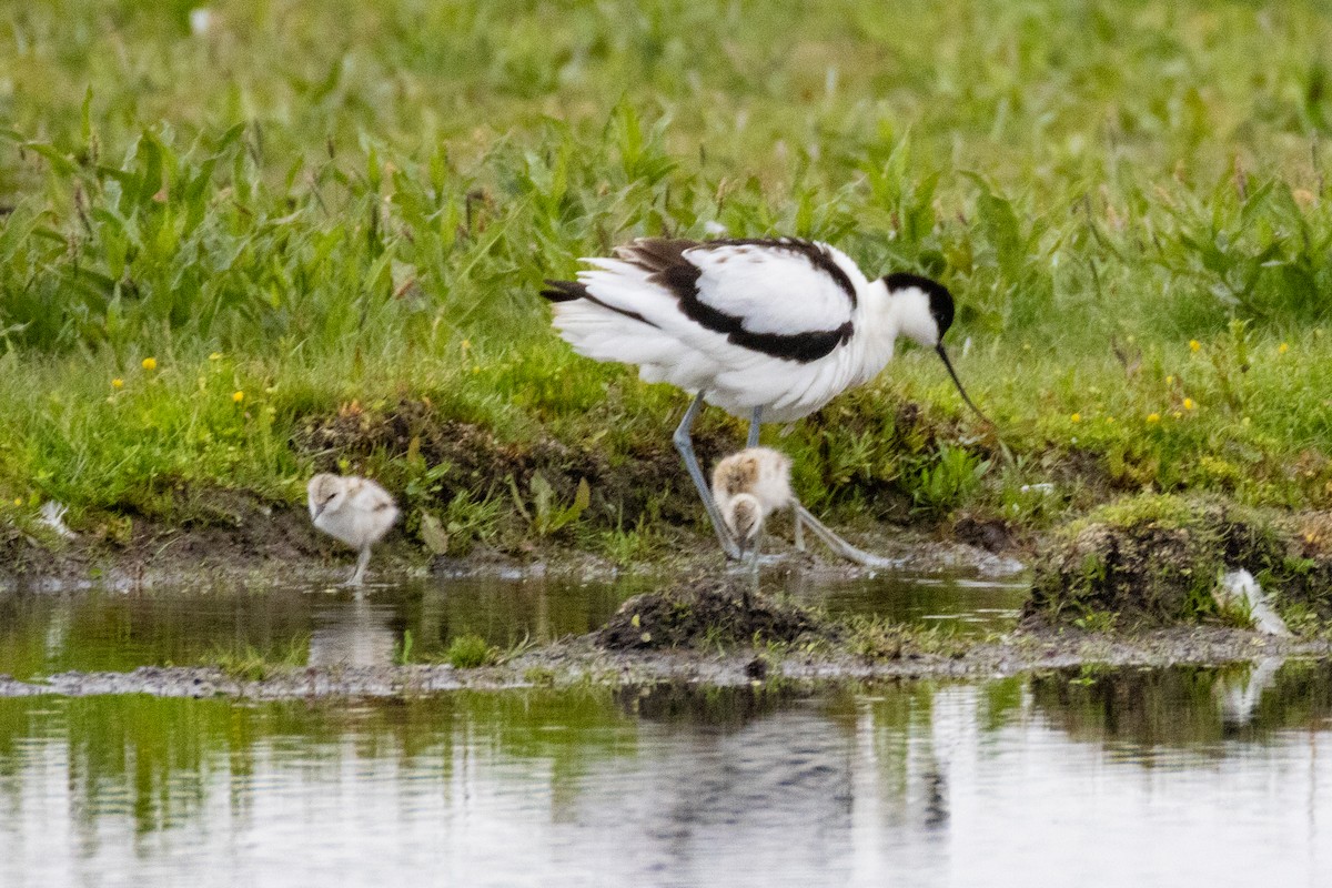 Pied Avocet - ML636014148