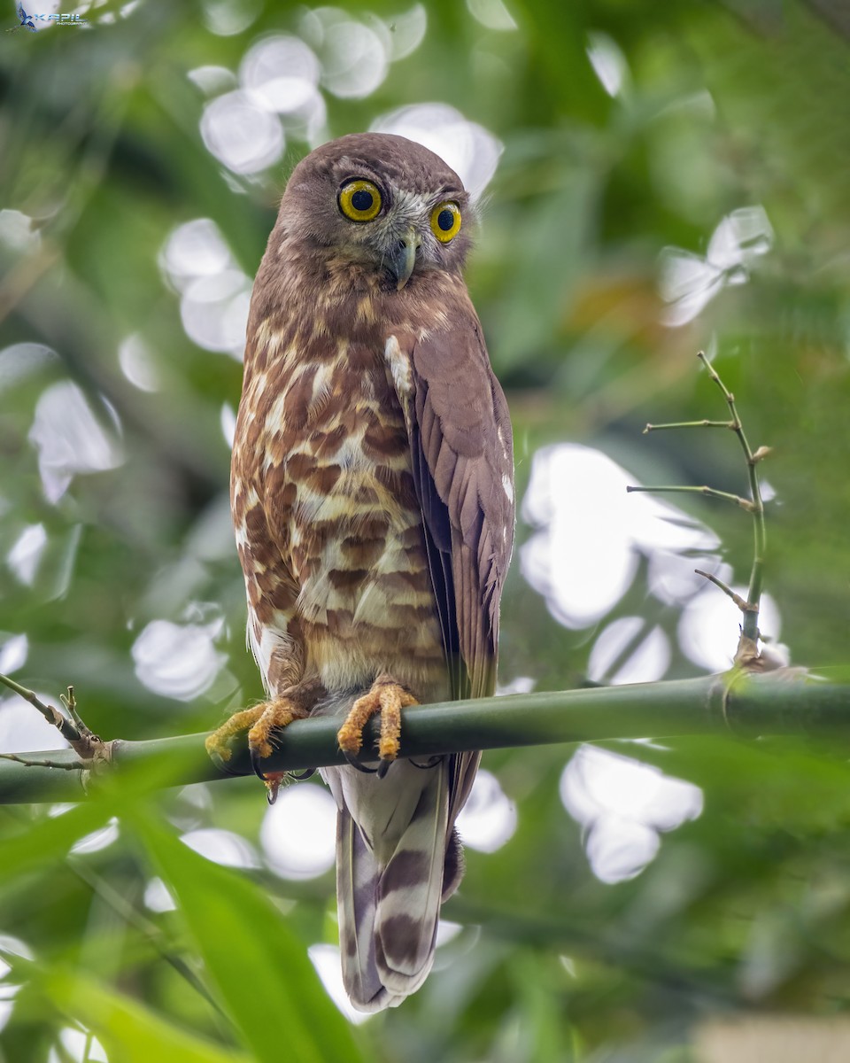 Brown Boobook - ML636014154