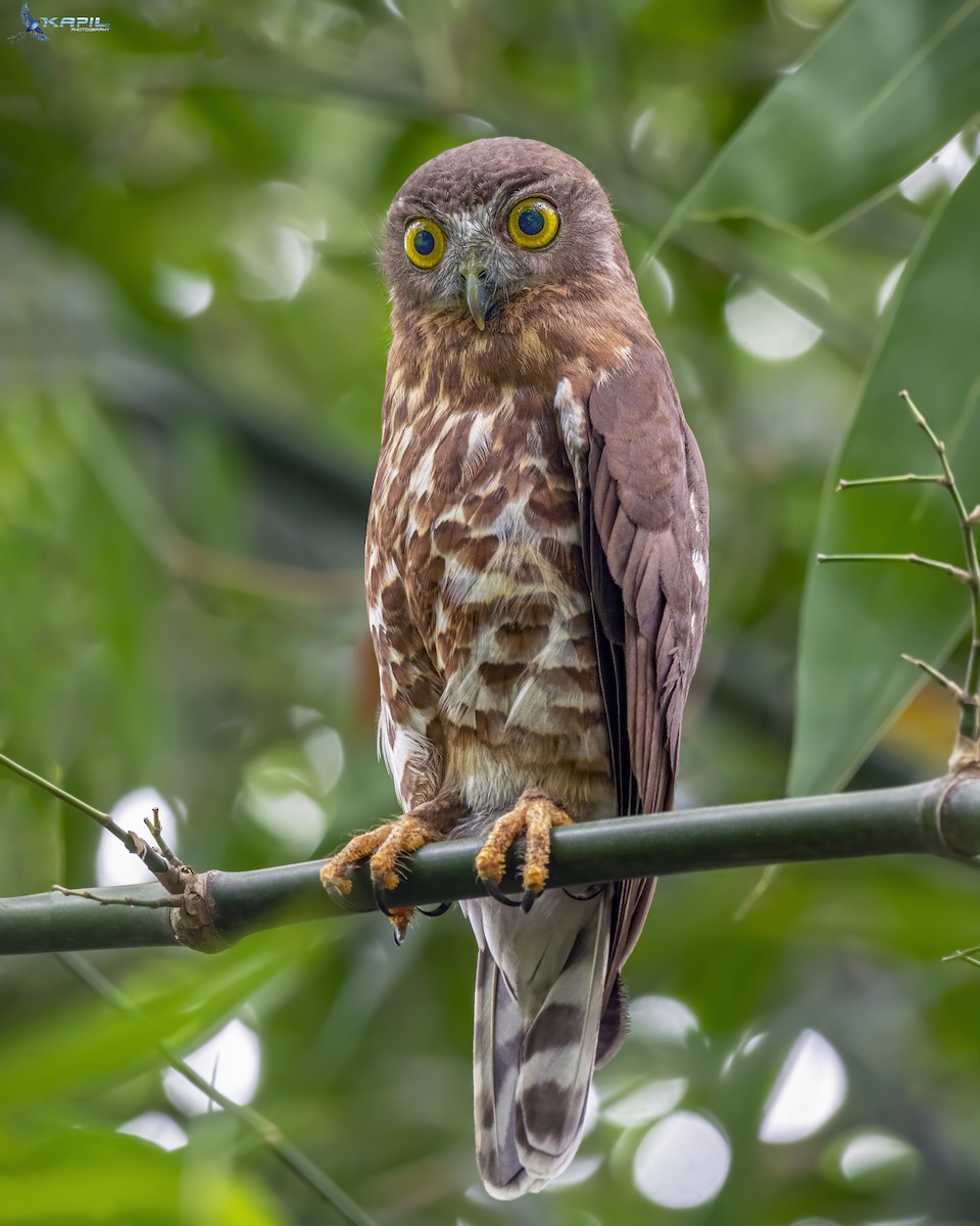 Brown Boobook - ML636014155