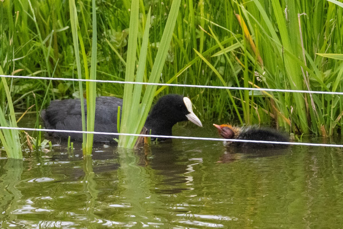 Eurasian Coot - ML636014182