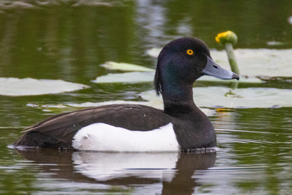 Tufted Duck - ML636014201
