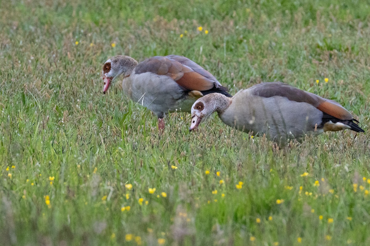 Egyptian Goose - ML636014228
