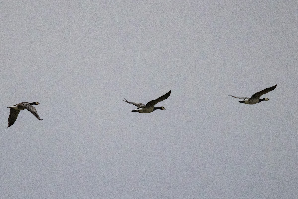 Barnacle Goose - ML636014241