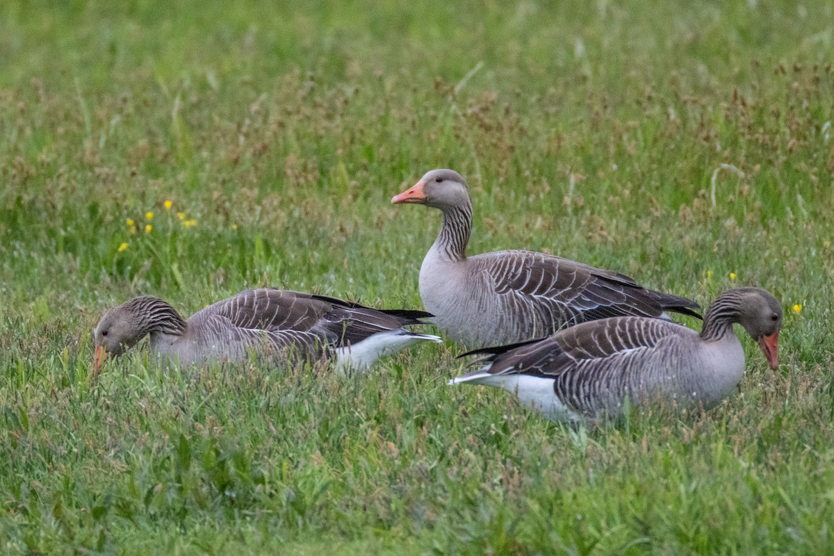 Graylag Goose - ML636014249