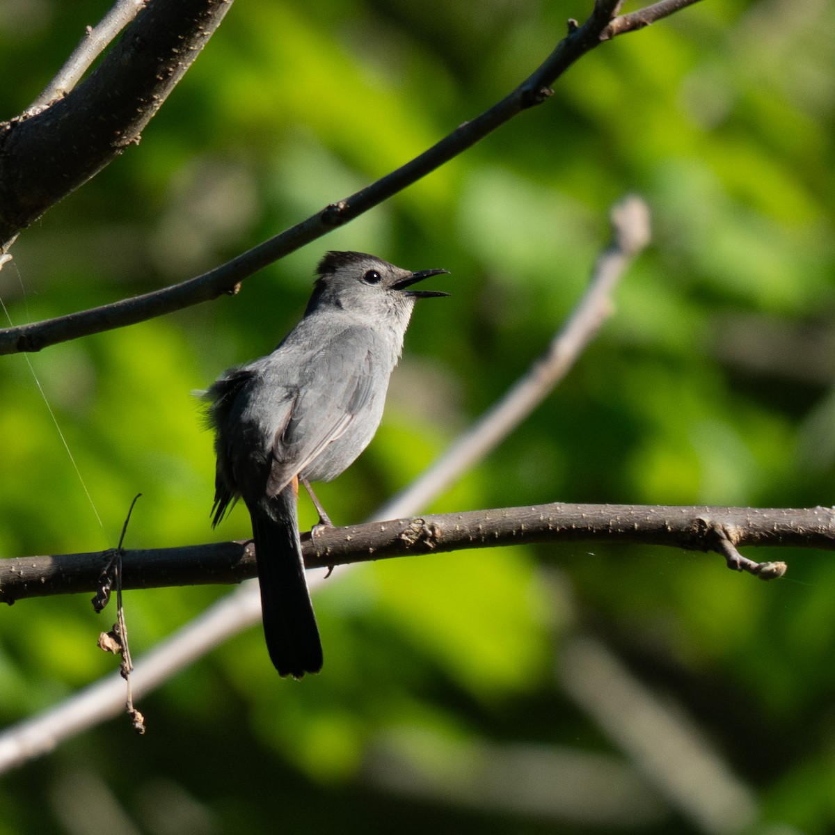 Кошачий пересмешник - ML636014287