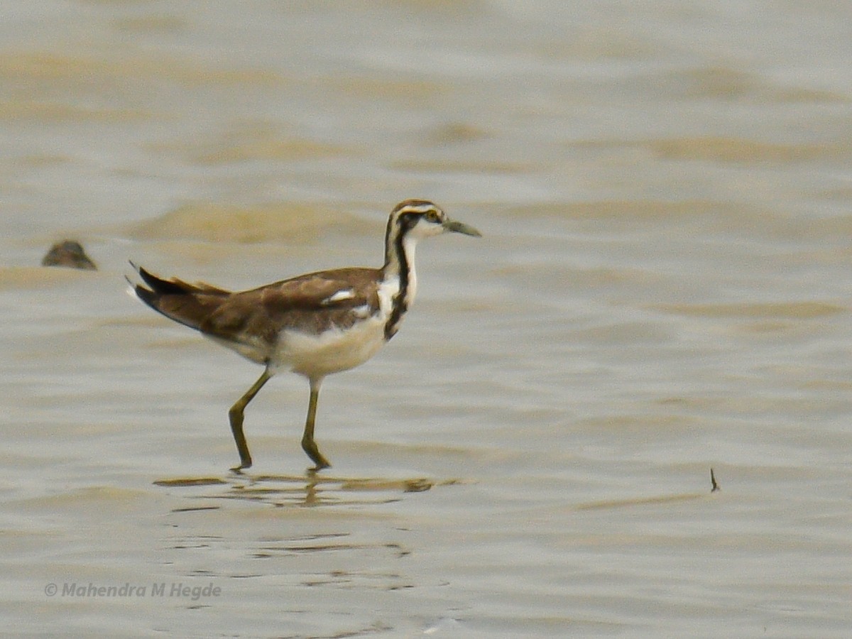 Pheasant-tailed Jacana - ML636014321